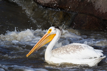 Great White Pelicans (Pelecanus onocrotalus) flying over to far North for mating at Slave River, Pelican Rapids, Ft. Smith, Northwest Territories, Canada