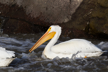 Great White Pelicans (Pelecanus onocrotalus) flying over to far North for mating at Slave River, Pelican Rapids, Ft. Smith, Northwest Territories, Canada