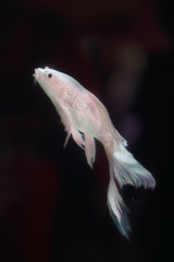 Platinum White Freshwater Angelfish 