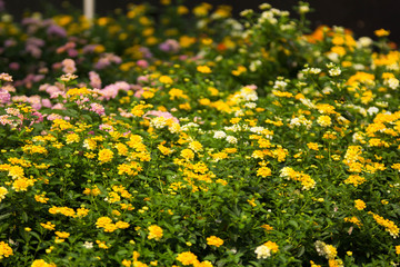 Obraz premium beautiful yellow flowers