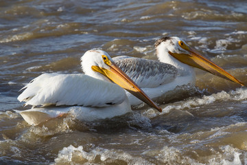 Great White Pelicans (Pelecanus onocrotalus) flying over to far North for mating at Slave River, Pelican Rapids, Ft. Smith, Northwest Territories, Canada
