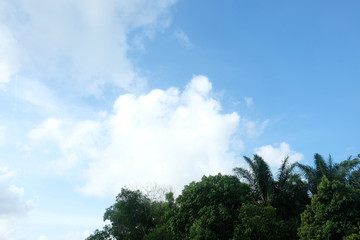 sky scenery in the evening with tree frames