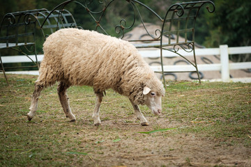 Cute funny happy sheep at outdoor garden nature field valley