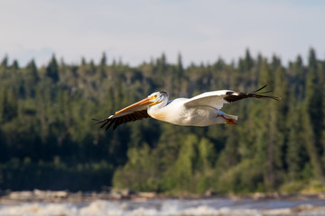 Great White Pelicans (Pelecanus onocrotalus) flying over to Canadian north for mating at Slave River, Pelican Rapids, Ft. Smith, Northwest Territories, Canada