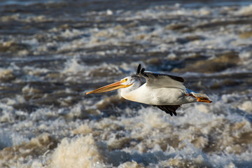 Great White Pelicans (Pelecanus onocrotalus) flying over to Canadian north for mating at Slave River, Pelican Rapids, Ft. Smith, Northwest Territories, Canada