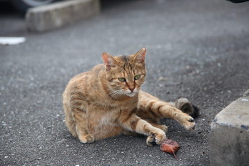 野良猫