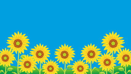 Background of Sunflowers