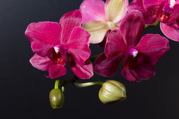 Phalaenopsis-Orchideen Blüte