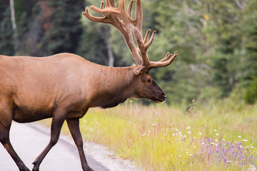 Wild Antlered bull Elk or Wapiti (Cervus canadensis) grazing, crossing the road in Banff National Park Alberta Canada