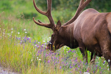 Naklejka na ściany i meble Wild Antlered bull Elk or Wapiti (Cervus canadensis) grazing in the wildgrass and wildflowers, Banff National Park Alberta Canada