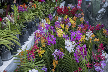 various orchid flowers and colors are available for sale