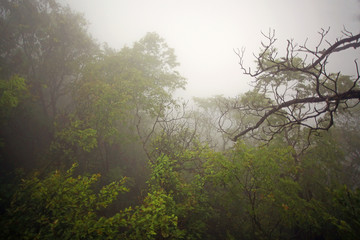 tree fog