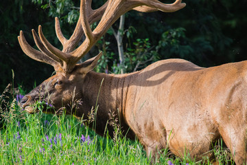Antlered bull elk during rutting season, grazing in the wildgrass and wildflowers. Banff National Park Alberta Canada
