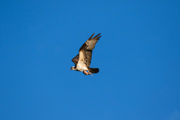 The Osprey (Pandion haliaetus), sometimes known as the sea hawk, fish eagle or fish hawk, is a diurnal, fish-eating bird of prey. Mackenzie river, Northwest territories ( NWT) Canada.