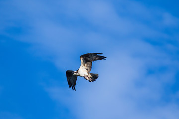 The Osprey (Pandion haliaetus), sometimes known as the sea hawk, fish eagle or fish hawk, is a diurnal, fish-eating bird of prey. Mackenzie river, Northwest territories ( NWT) Canada.