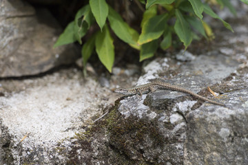 Young Lizard
