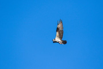 The Osprey (Pandion haliaetus), sometimes known as the sea hawk, fish eagle or fish hawk, is a diurnal, fish-eating bird of prey. Mackenzie river, Northwest territories ( NWT) Canada.
