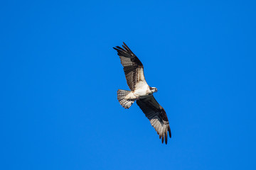 Ospreys Catching FishIsolated flying osprey. Sky background Western Osprey Pandion haliaetus. fish-eating bird of prey. Mackenzie river, Northwest territories ( NWT) Canada