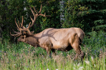 Naklejka na ściany i meble Big male elk at Banff National Park, Alberta, Canada.
