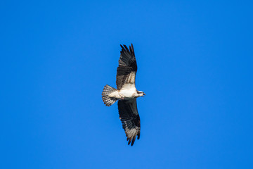 Ospreys Catching FishIsolated flying osprey. Sky background Western Osprey Pandion haliaetus. fish-eating bird of prey. Mackenzie river, Northwest territories ( NWT) Canada
