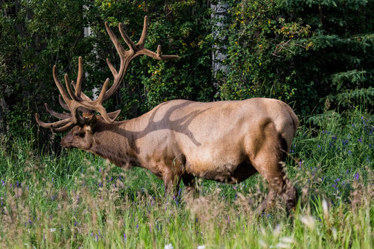 Big male elk at Banff National Park, Alberta, Canada.
