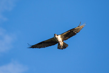 Ospreys Catching FishIsolated flying osprey. Sky background Western Osprey Pandion haliaetus. fish-eating bird of prey. Mackenzie river, Northwest territories ( NWT) Canada