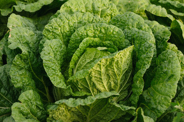 Chinese cabbage crops growing at field