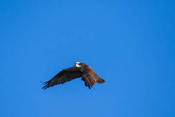 Ospreys Catching FishIsolated flying osprey. Sky background Western Osprey Pandion haliaetus. fish-eating bird of prey. Mackenzie river, Northwest territories ( NWT) Canada