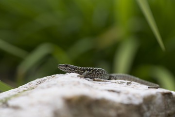 Young Lizard