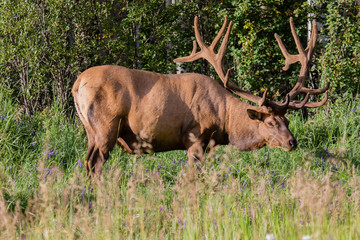Naklejka na ściany i meble Big male elk at Banff National Park, Alberta, Canada.