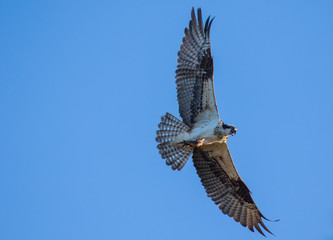 Osprey (Pandion haliaetus) flying with fish in tallons. Mackenzie river, Northwest territories ( NWT) Canada