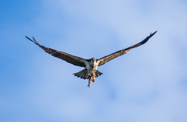 Osprey (Pandion haliaetus) flying with fish in tallons. Mackenzie river, Northwest territories ( NWT) Canada