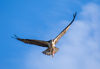 Osprey (Pandion haliaetus) flying with fish in tallons. Mackenzie river, Northwest territories ( NWT) Canada