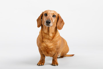 adorable small dog Dachshund