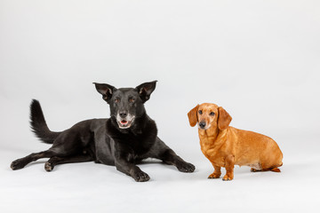 crossbreed dog and Dachshund, best friends