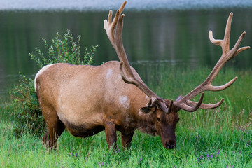 Bull elk feeding in a tall grass. Jasper, Alberta, Canada.