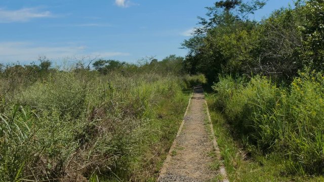 Sendero Macuco in the Iguazu National Park in Argentina. This is one of trails you can do around the park.