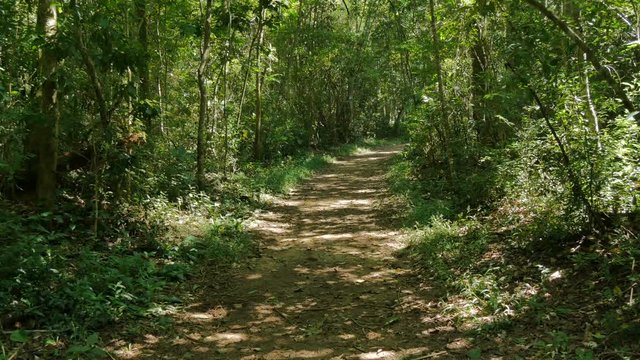 Sendero Macuco in the Iguazu National Park in Argentina. This is one of trails you can do around the park.