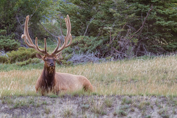 Naklejka na ściany i meble Bull elk with magnificent rack, resting amongst the wild grass in Banff national park, Alberta, Canada