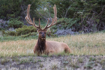 Naklejka na ściany i meble Bull elk with magnificent rack, resting amongst the wild grass in Banff national park, Alberta, Canada