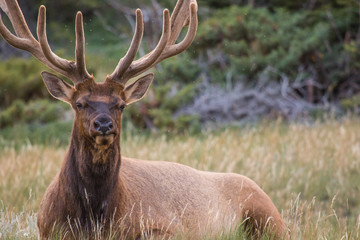 bull elk with magnificent rack, resting amongst the wild grass in Jasper national park, Alberta, Canada.