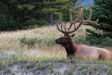 bull elk with magnificent rack, resting amongst the wild grass in Jasper national park, Alberta, Canada.