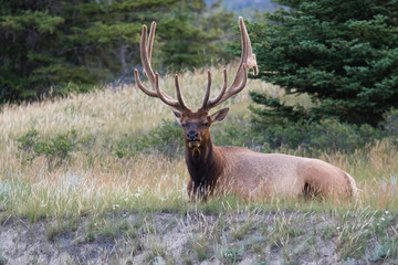 bull elk with magnificent rack, resting amongst the wild grass in Jasper national park, Alberta, Canada.