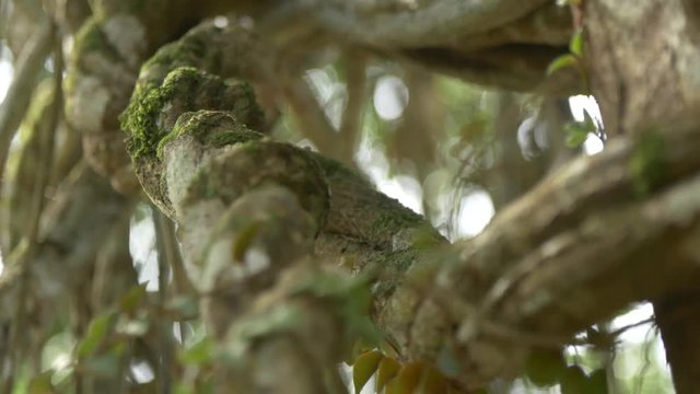 Ayahuasca Plant or Yage. Banisteriopsis caap vine