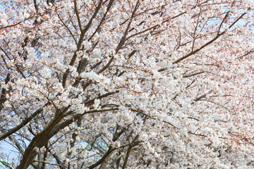 桜（ソメイヨシノ）