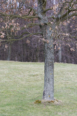 A young tree of oak with dry leaves in a crown on a meadow.