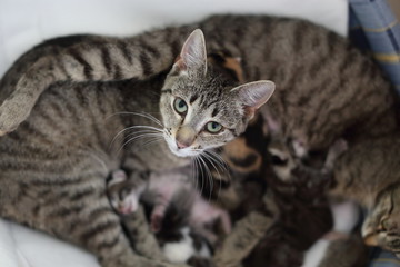 Striped cats with kittens