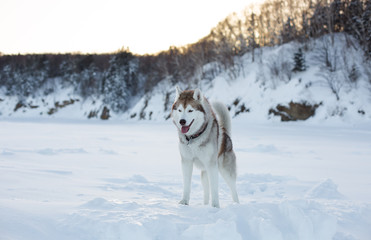 Portrait of prideful dog breed siberian husky standing on the ice floe of tthe frozen sea at sunset. Gorgeous husky topdog is observing endless sea