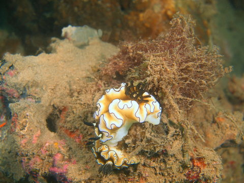 True sea slug