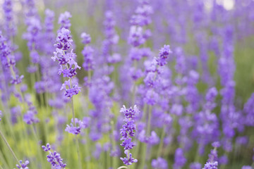 Flowers in the lavender fields in the Provence mountains.